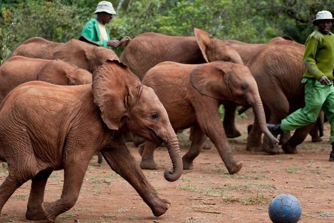 Giraffe Center, Elephant Orphanage and Nairobi National Park Day Tour Nairobi - Sheldrick Wildlife Trust: a fixed hour with orphaned elephants