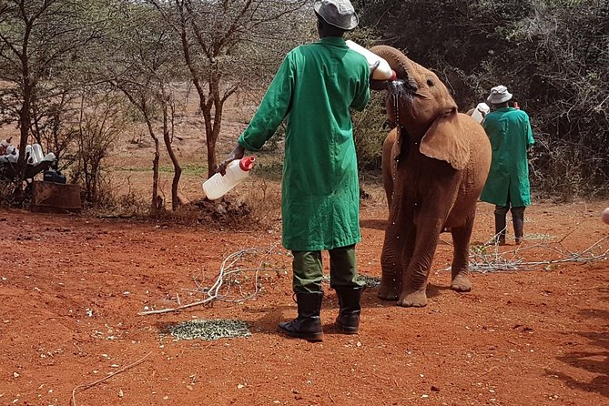 Giraffe Center, Elephant Orphanage, Beads Center & Bomas of Kenya Tour Nairobi - The strict one-hour visit with rescued elephants