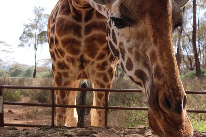 Giraffe Center, Elephant Orphanage, Beads Center & Bomas of Kenya Tour Nairobi - Timing, traffic, and what to carry