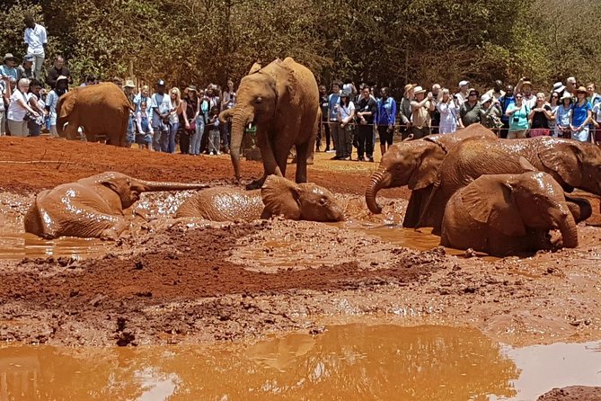 Giraffe Center, Elephant Orphanage, Beads Center & Bomas of Kenya Tour Nairobi - Morning eye contact at the Giraffe Centre