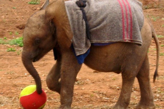 Giraffe Center & Elephant Orphanage Guided Day Tour - Two Nairobi conservation centers in one morning
