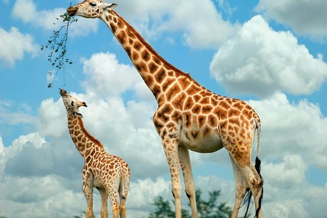 Giraffe Center & Elephant Orphanage Guided Day Tour - Why the rescue stories matter