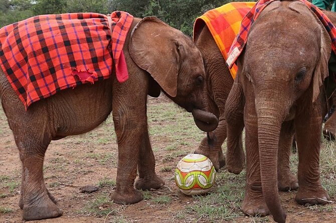 Giraffe Center & Elephant Orphanage Guided Day Tour - The real price: $90 plus $45