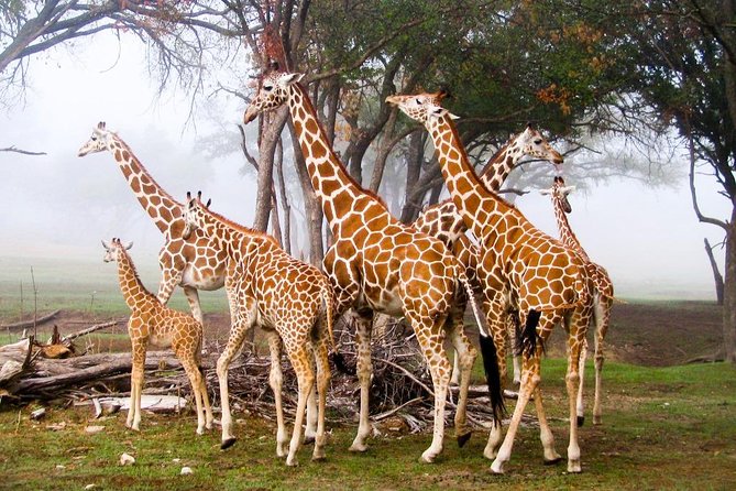 Giraffe Center & Elephant Orphanage Guided Day Tour - Who will get the most from this tour