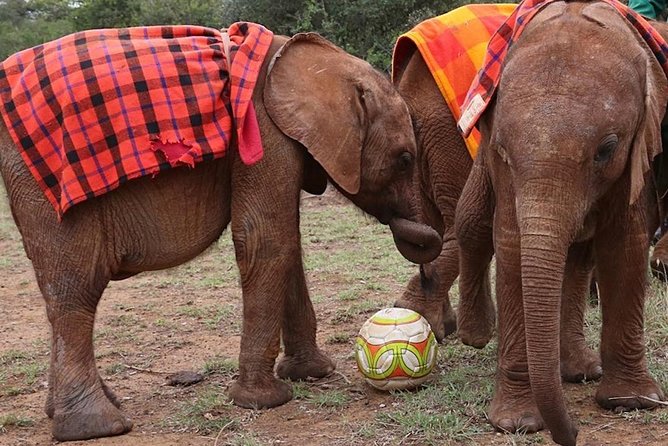Giraffe Center & Elephant Orphanage Guided Day Tour - Practical limits to keep in mind