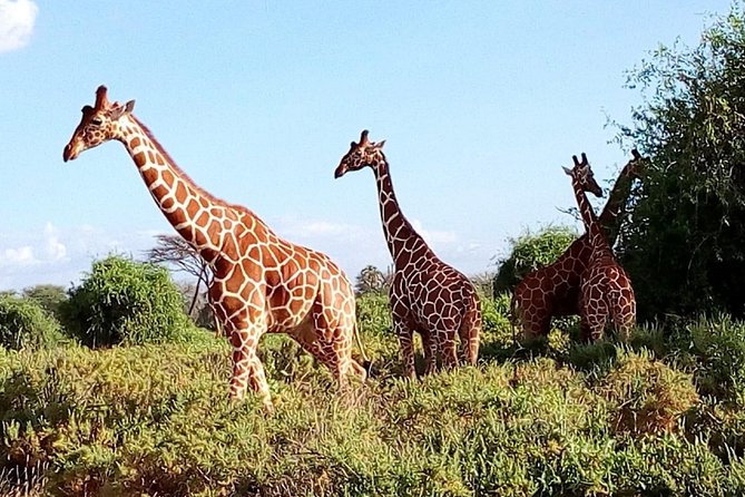 Giraffe center, stedmark animals haven & Nairobi Park Tour - Nairobi National Park is the main event