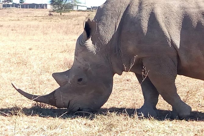 Giraffe center, stedmark animals haven & Nairobi Park Tour - Lunch and the real length of the day