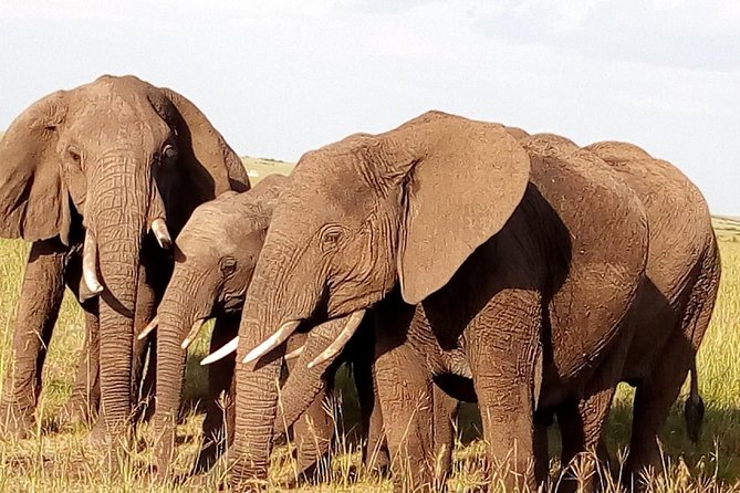 Giraffe center, stedmark animals haven & Nairobi Park Tour - Who should book this Nairobi tour