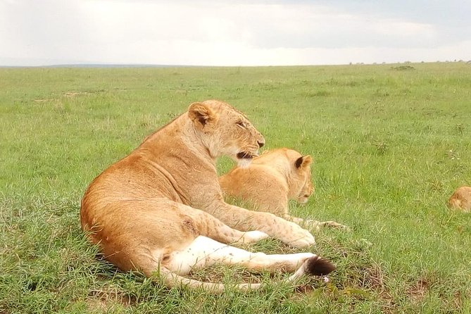 Giraffe center, stedmark animals haven & Nairobi Park Tour - Meeting Rothschild giraffes at the Giraffe Centre