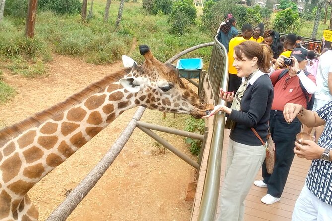 Giraffe Centre and Bomas of Kenya from Nairobi - The $50 Price and What It Really Covers