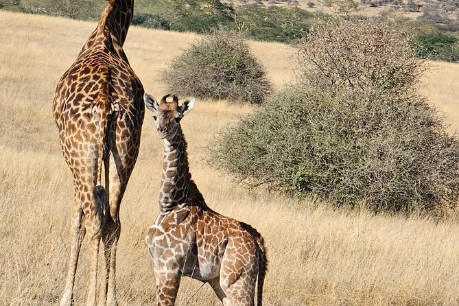 Giraffe Centre and Bomas of Kenya from Nairobi - What the Strongest Feedback Tells You