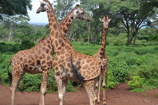 Giraffe Centre, Elephant Orphanage, and Bomas of Kenya Day Tour from Nairobi - Feeding giraffes at the Giraffe Centre