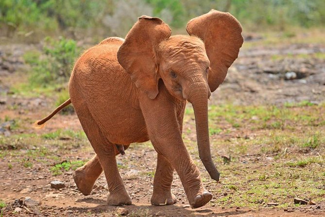 Giraffe Centre, Elephant Orphanage, and Bomas of Kenya Day Tour from Nairobi - Kenyan music and dance at Bomas of Kenya