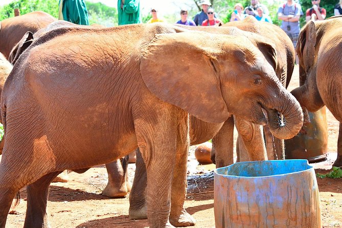 Giraffe Centre, Elephant Orphanage, and Bomas of Kenya Day Tour from Nairobi - Guides and the value of private transport