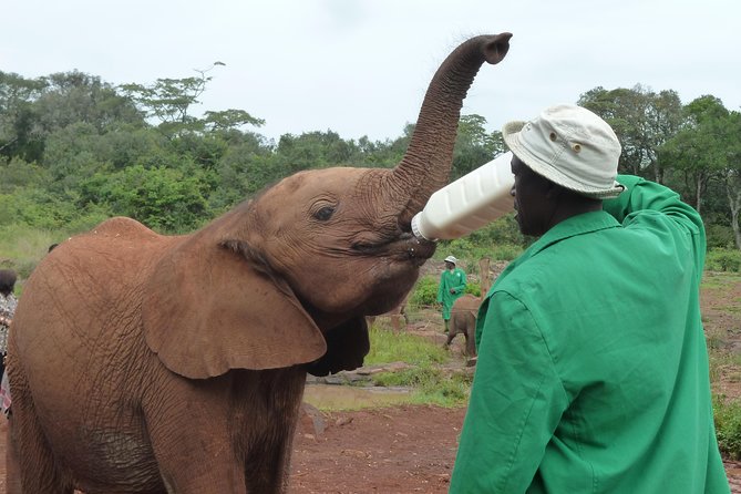Giraffe Centre, Elephant Orphanage, National Museum & Beads Center - A full Nairobi day built around wildlife