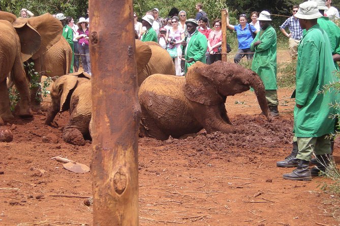 Giraffe Centre, Elephant Orphanage, National Museum & Beads Center - A short stop at Snake Park