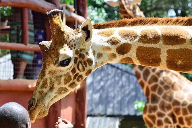Giraffe Centre, Elephant Orphanage, National Museum & Beads Center - Is $115 a good price for this day?
