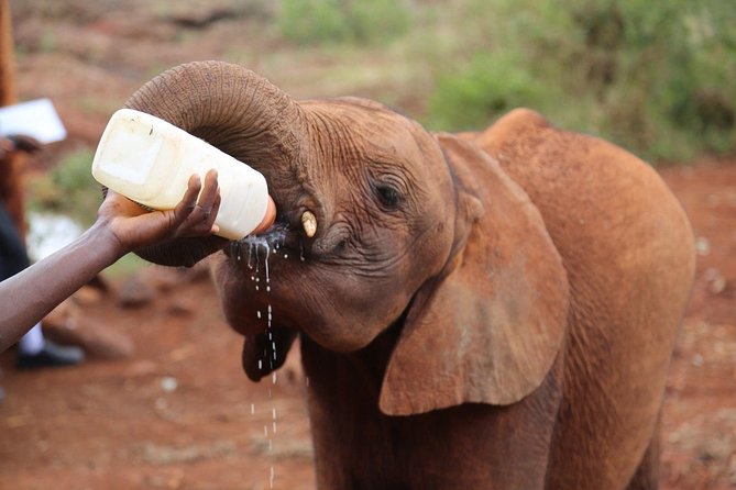 Giraffe Centre, Elephant Orphanage, National Museum & Beads Center - Feeding giraffes at the Giraffe Centre