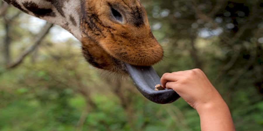 Giraffe, Elephant Orphanage - Key points at a glance