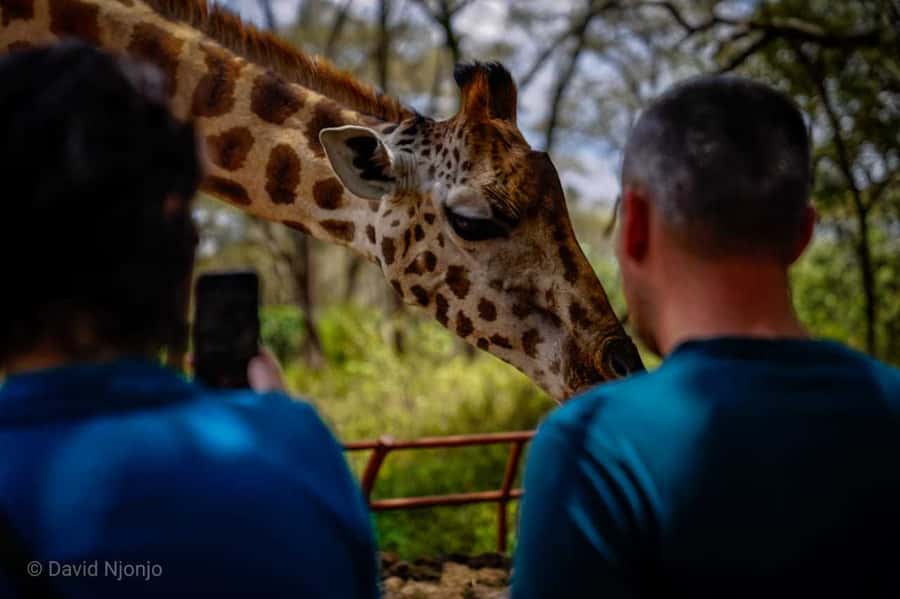 Giraffe, Elephant Orphanage - Who should book this Nairobi day tour?