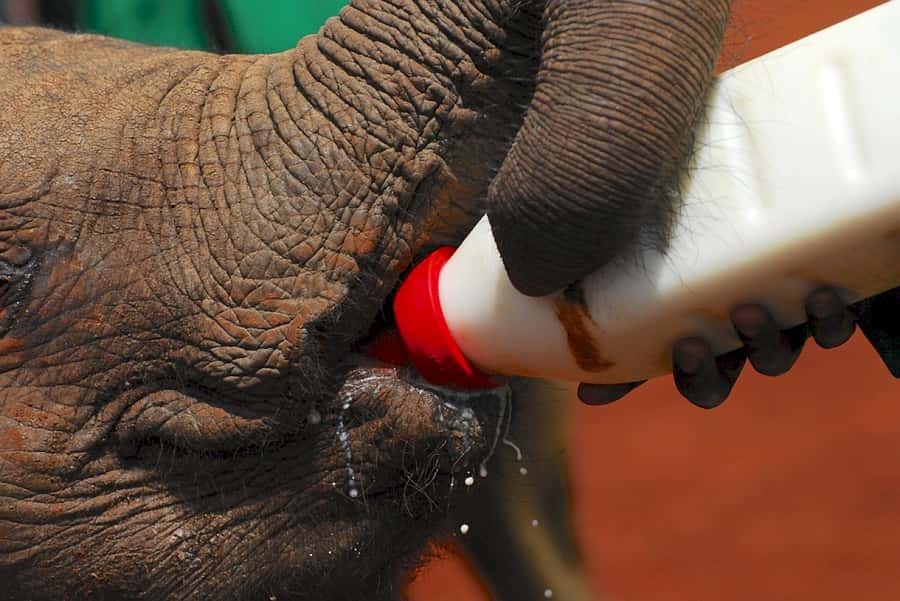 Giraffe, Elephant Orphanage - Kenyan song and dance at Bomas of Kenya