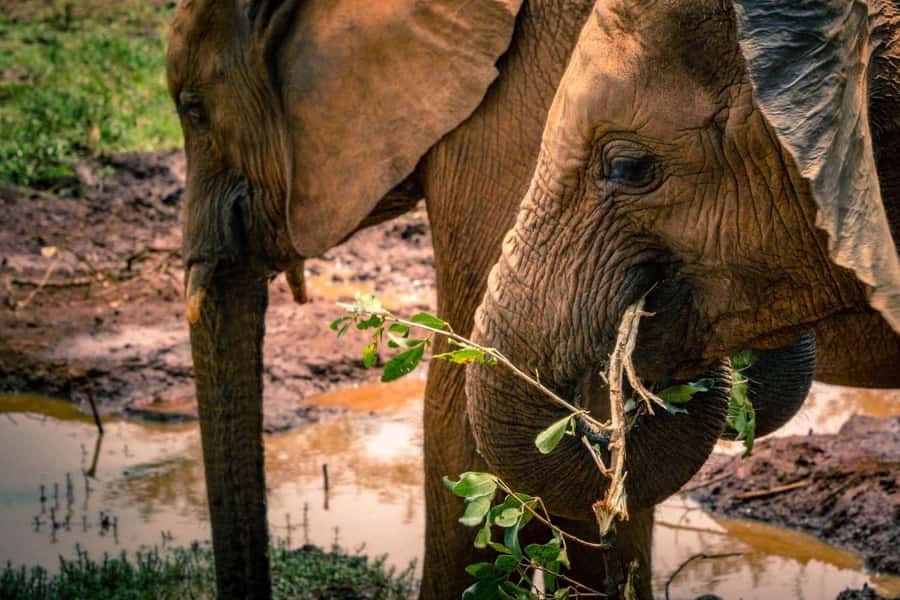 Giraffe, Elephant Orphanage - How much value does the $155 price offer?