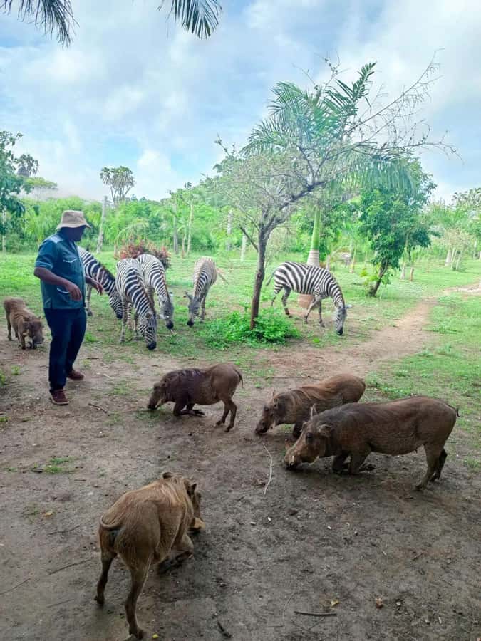 giraffe feeding - Key points to know before booking