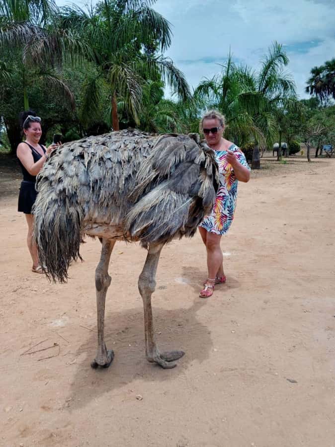 giraffe feeding - From Diani Beach to Bora Bora Wildlife Sanctuary
