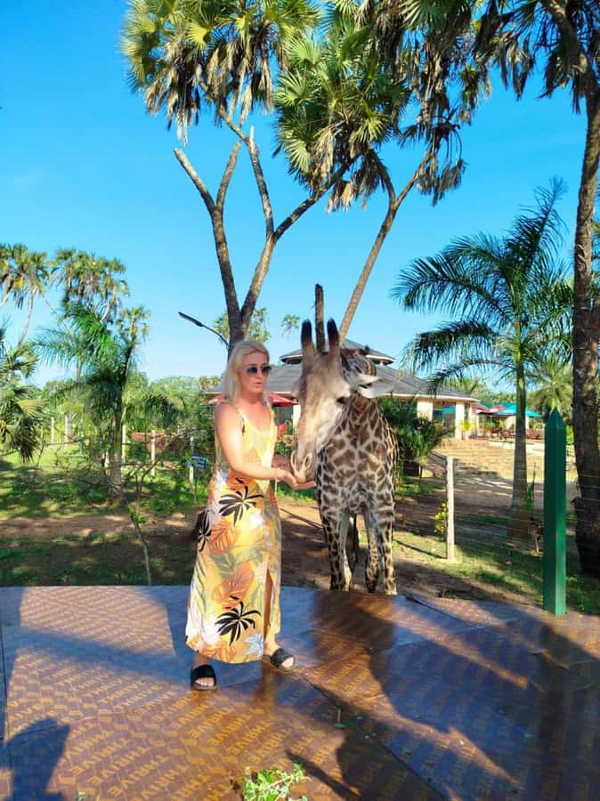 giraffe feeding - Walking among giraffes, zebras, and warthogs