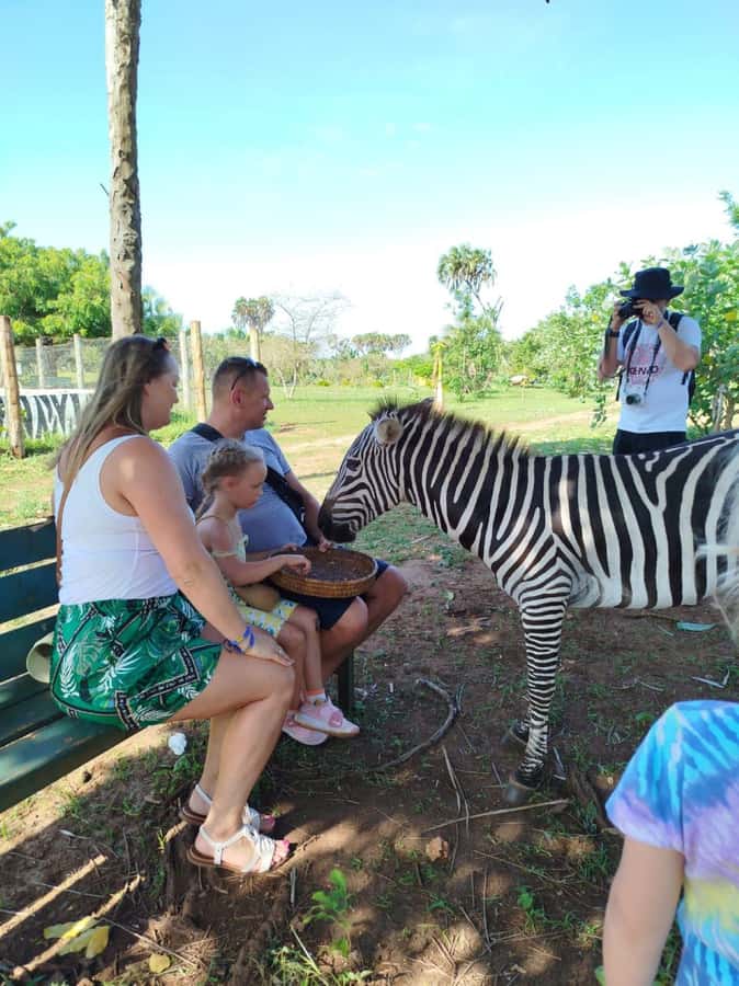 giraffe feeding - The animals you may see but not necessarily feed