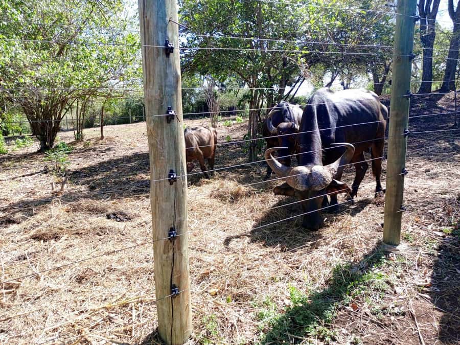 giraffe feeding - What the $115 price includes