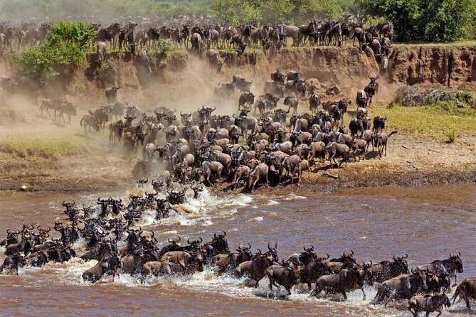 Great Wildebeest Migration Safari in Masai Mara - Why this safari centers on the great migration