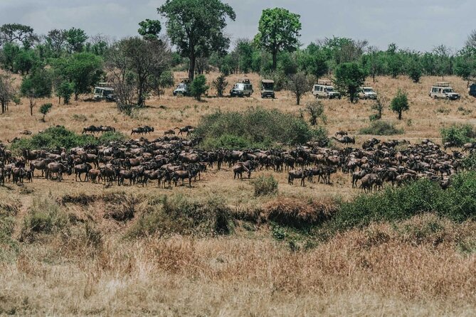 Great Wildebeest Migration Safari in Masai Mara - Day 2: A full day searching for big cats