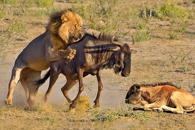 Great Wildebeest Migration Safari in Masai Mara - Day 4: Maasai culture before the trip to Nairobi