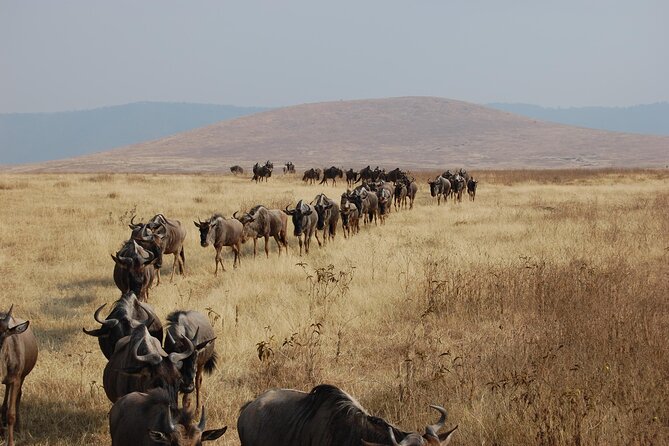 Great Wildebeest Migration Safari in Masai Mara - Private vehicles, guides, and the pace of the days