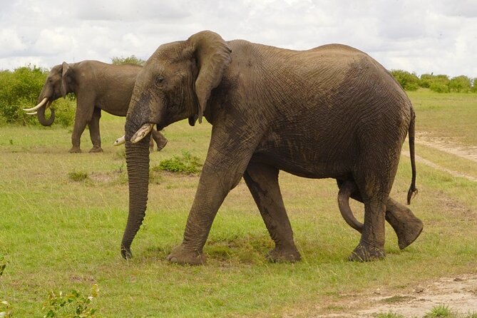 Great Wildebeest Migration Safari in Masai Mara - Food, practical comfort, and what to pack
