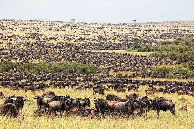 Great Wildebeest Migration Safari in Masai Mara - Day 1: Rift Valley views and an evening in the Mara