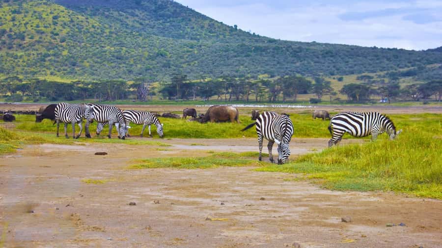 Group joining day trip to Lake Nakuru from Nairobi - Timing, transport, and the shape of the day