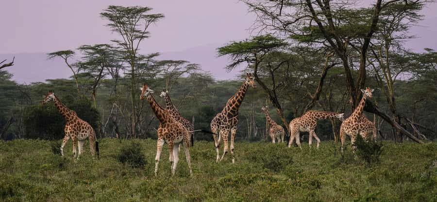 Group joining day trip to Lake Nakuru from Nairobi - Practical advice for getting more from the park