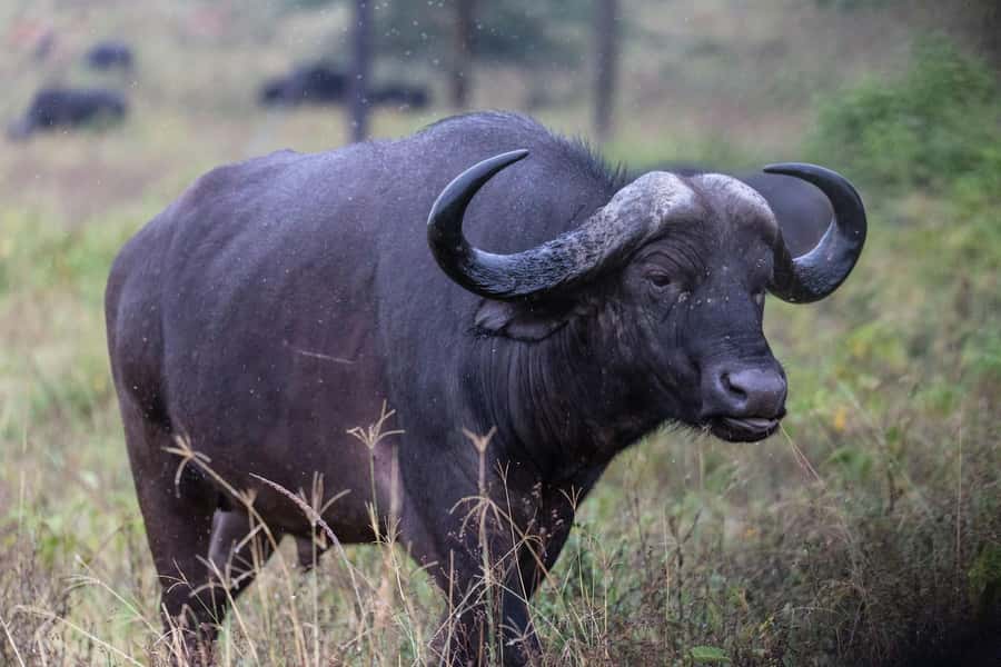 Group joining day trip to Lake Nakuru from Nairobi - Should you book it?