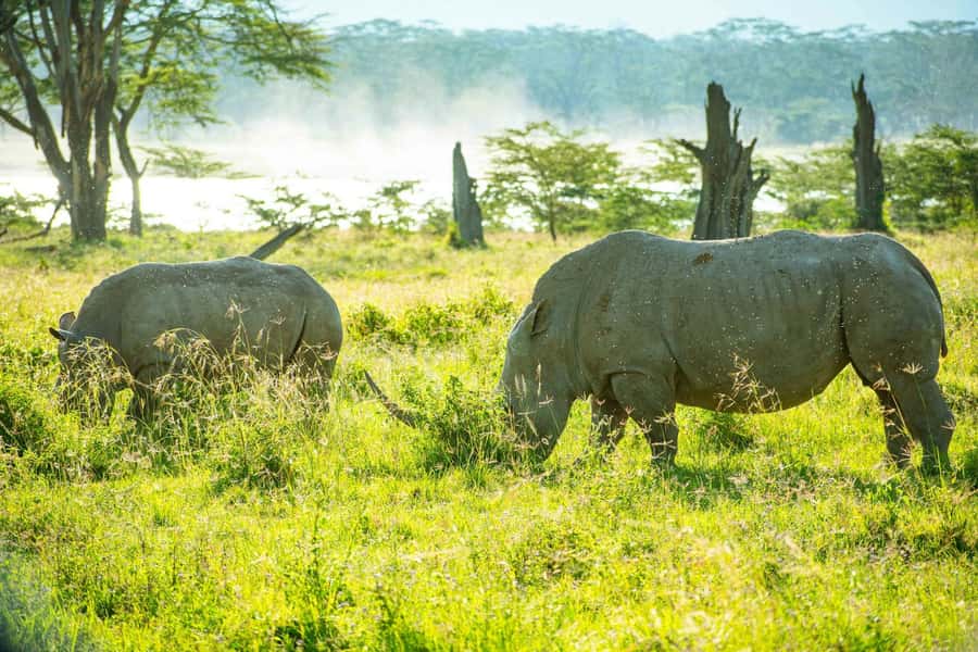 Group joining day trip to Lake Nakuru from Nairobi - What the $145 price really buys you