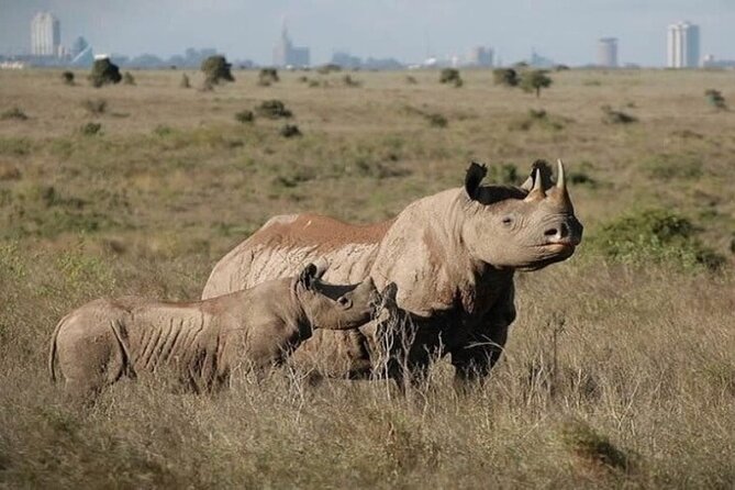 Group Joining Nairobi National Park and Giraffe Center - What the guide adds to the day