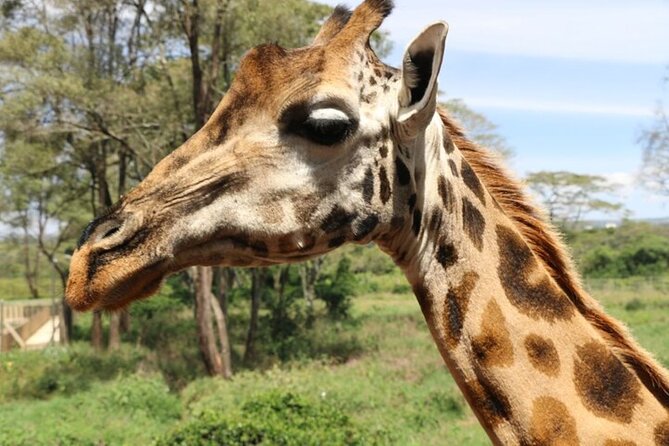 Group Joining Nairobi National Park and Giraffe Center - The real cost and what you receive