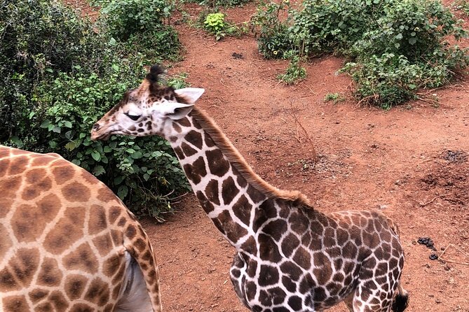 Half Day Excursion Tour in Nairobi - Meeting Rothschild giraffes at the Giraffe Centre