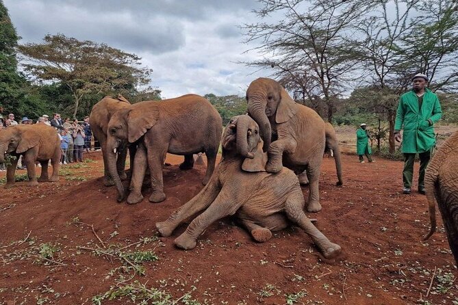 Half Day Excursion Tour in Nairobi - Costs, group size, and what you receive