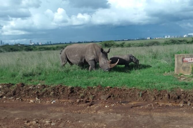 Half Day Morning or Afternoon Guided Tour : Nairobi National Park - Entering the park in a private safari van