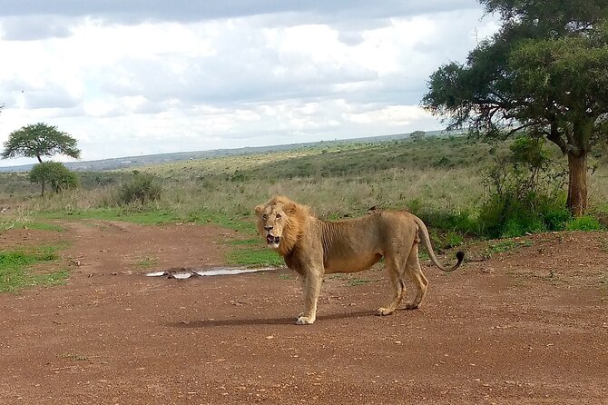 Half Day Morning or Afternoon Guided Tour : Nairobi National Park - The real cost: $72 plus a $43 park fee