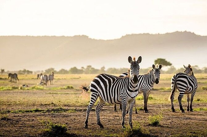 Half Day Morning or Afternoon Guided Tour : Nairobi National Park - What the guide service adds