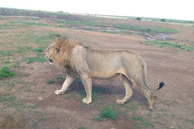 Half Day Morning or Afternoon Guided Tour : Nairobi National Park - Booking details worth knowing