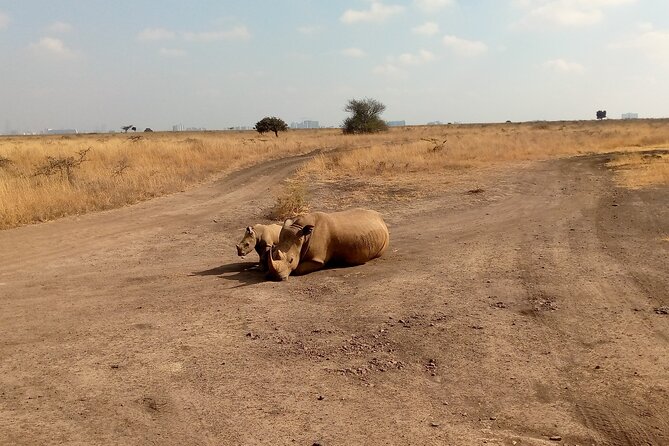 Half Day Morning or Afternoon Guided Tour : Nairobi National Park - What you look for inside Nairobi National Park